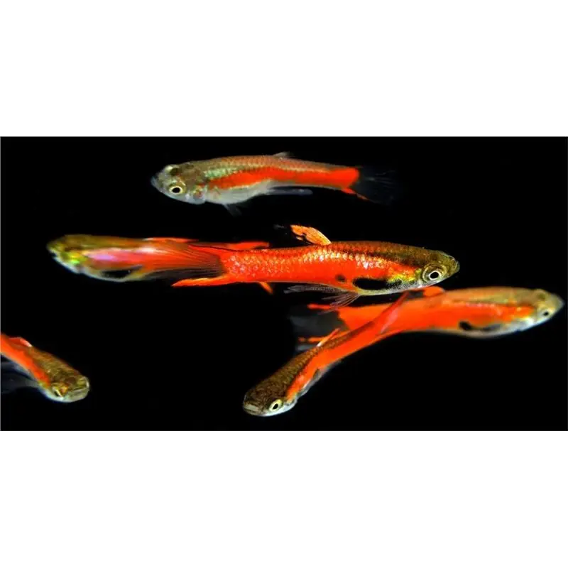 Discount Poecilia endler red