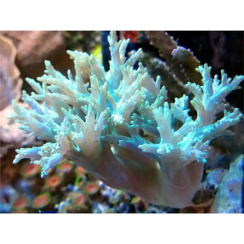 Livrare rapidă Sinularia sp.- Frag