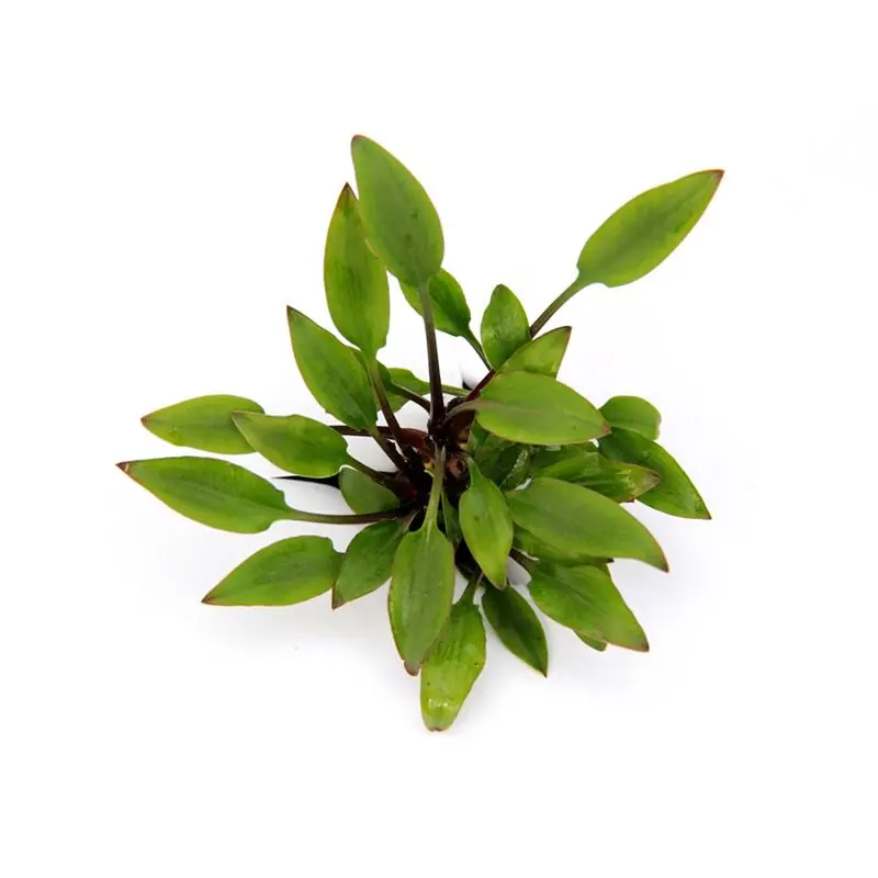 Plată securizată Dennerle Cryptocoryne lutea Hobbit