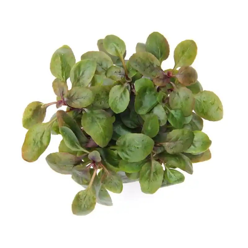 Promoție Planta acvariu Dennerle Lobelia cardinalis ‘Mini‘