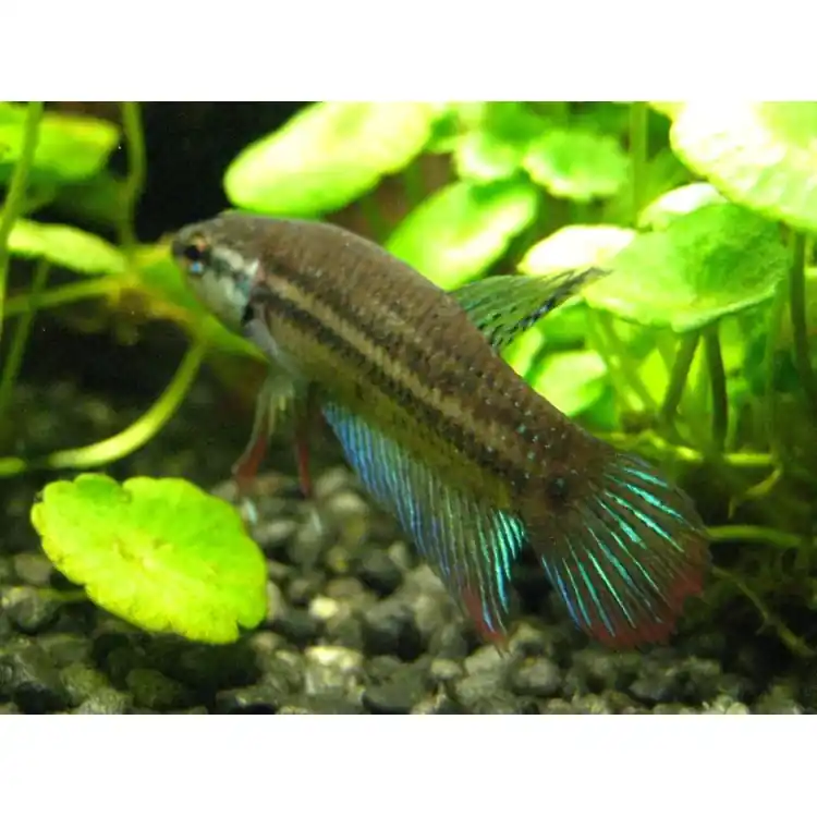 Betta Imbellis Preferatul clienților