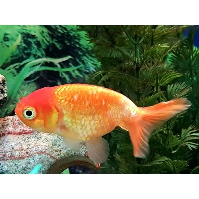 Livrare rapidă Carassius auratus l.f. / ranchu mix