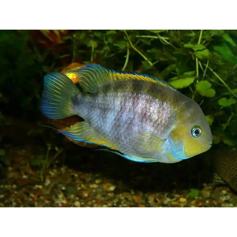 Cichlasoma sajica gold Reduceri