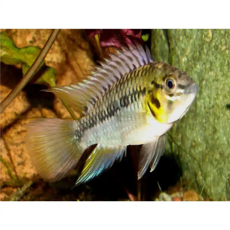 Lichidare de stoc Apistogramma hoignei