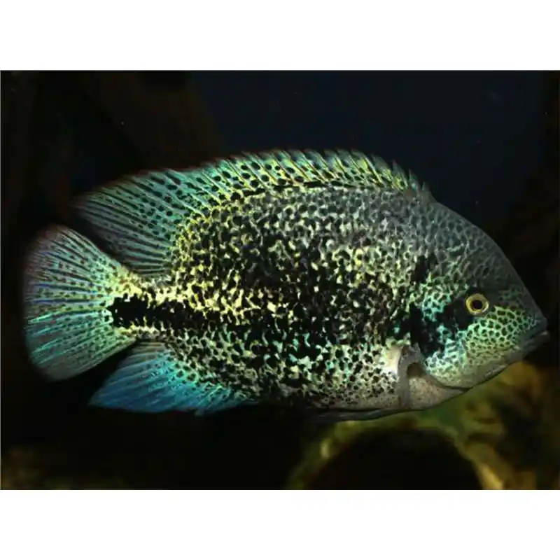 Cichlasoma guttulatum XXL Bestseller