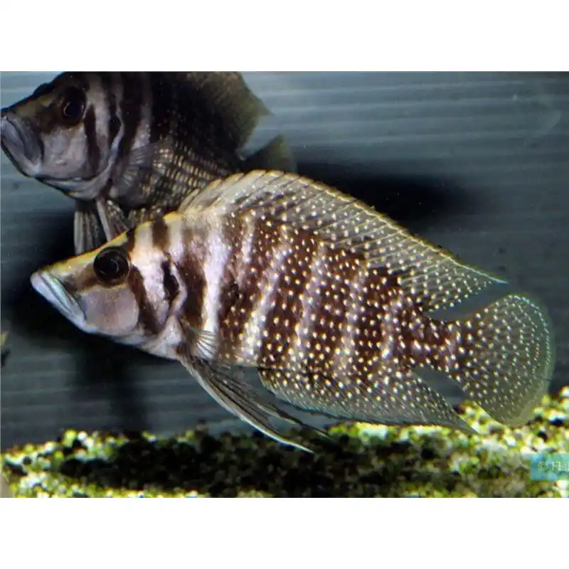 Altolamprologus calvus black zaire moliro Ofertă de sezon