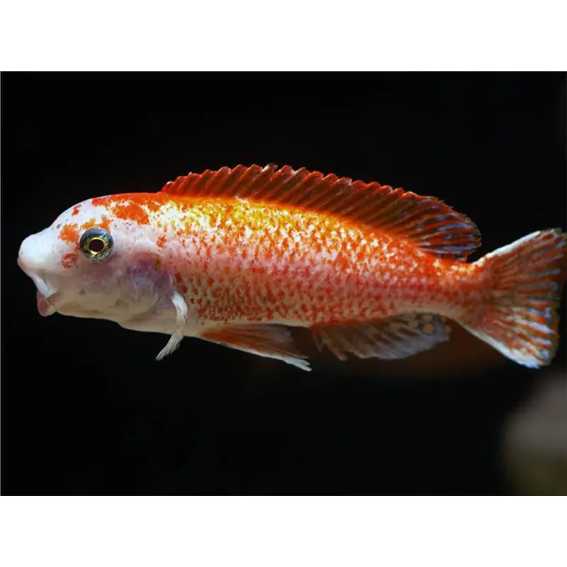Labeotropheus trewavasae-rosy Premium