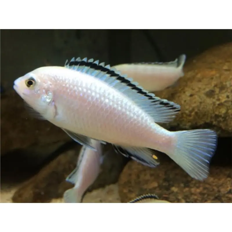 Labidochromis sp. white Plată sigură