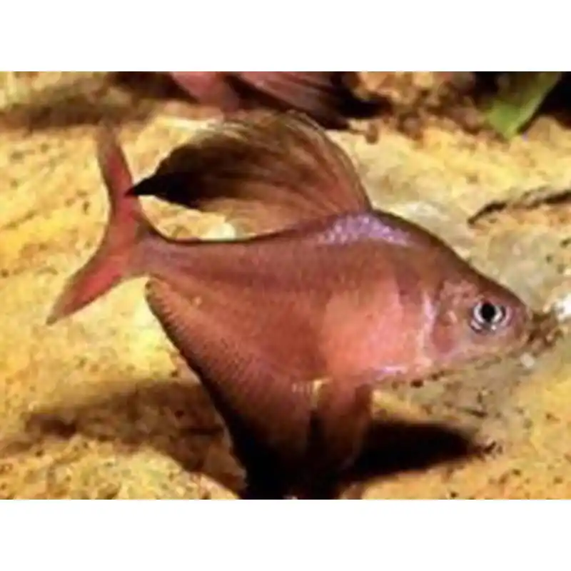 Cumpărături sigure Hyphessobrycon roberti
