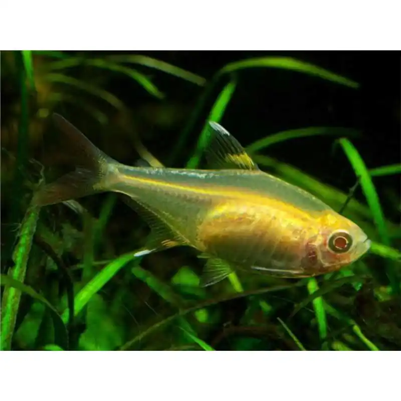 Popular Pristella maxillaris riddlei