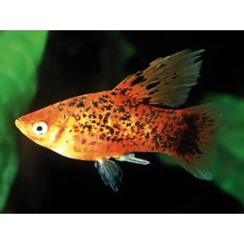 Xiphophorus maculatus berlin Premium