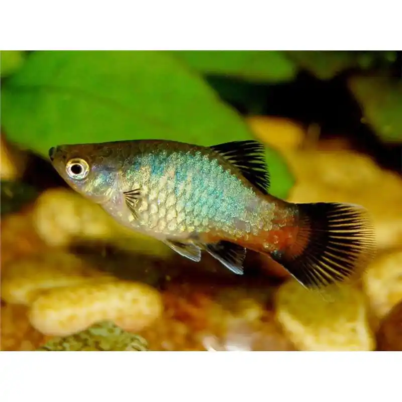 Xiphophorus maculatus black HF Retur ușor