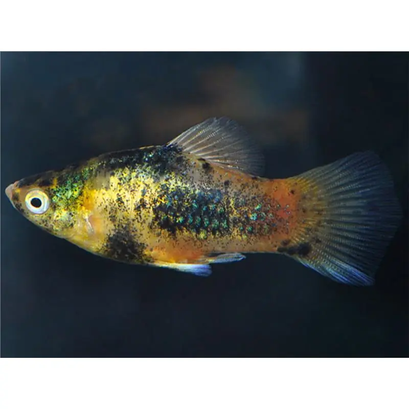 Xiphophorus maculatus calico Cel mai bun preț