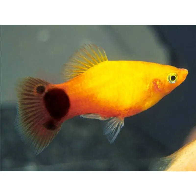 Super ofertă Xiphophorus maculatus caroliana