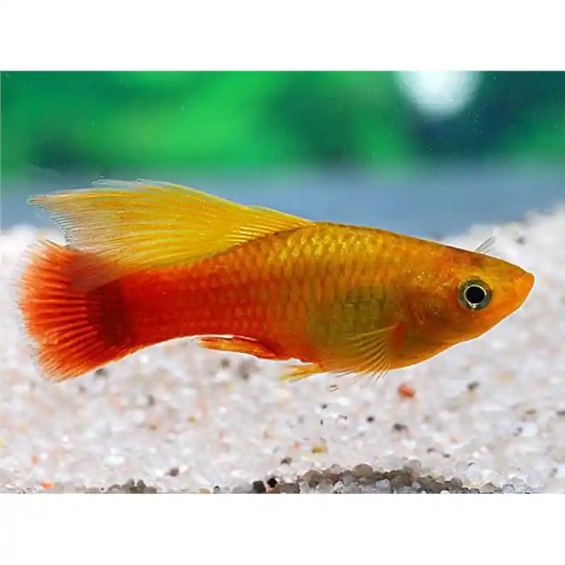 Popular Xiphophorus maculatus german simson hf