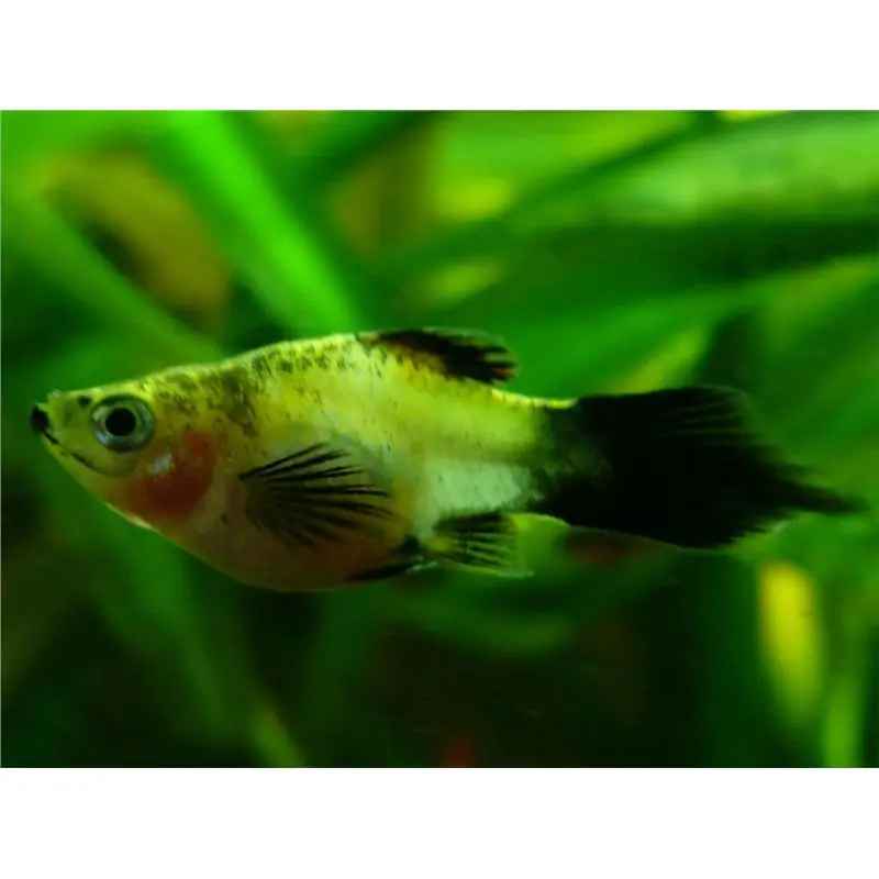 Xiphophorus maculatus mix pintail Discount