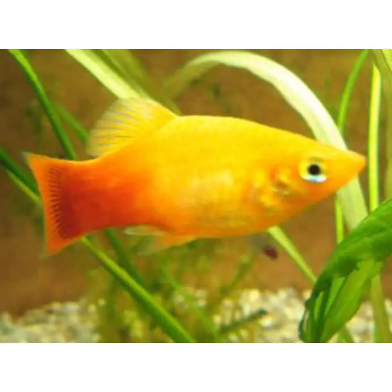 Xiphophorus maculatus neon sunset Preț promoțional