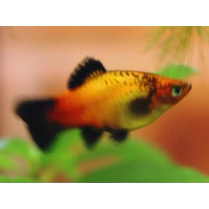 Xiphophorus maculatus sunset comet Reducere