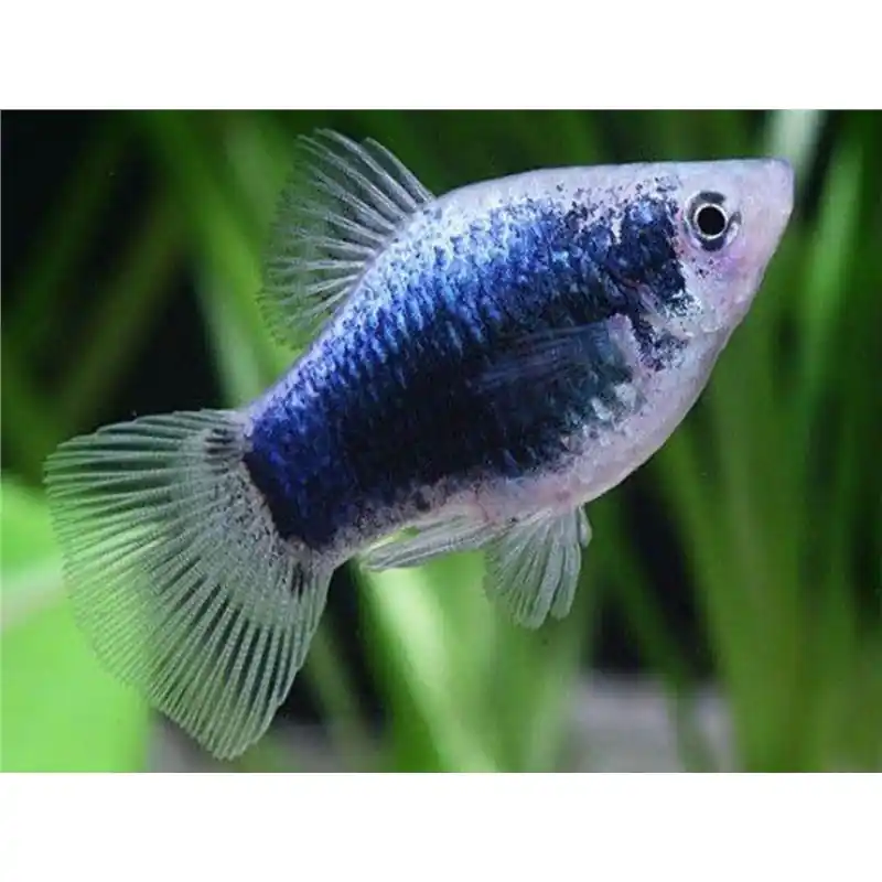 Xiphophorus maculatus tuxedo neon blue Comandă acum