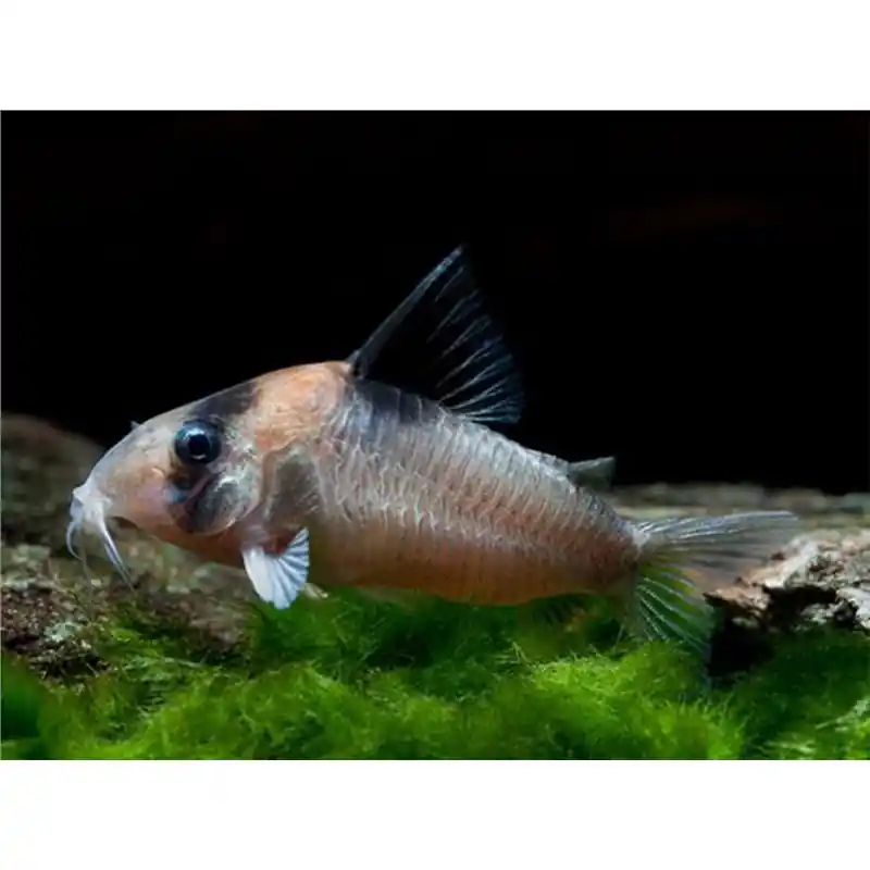 Corydoras burgessi Livrare rapidă