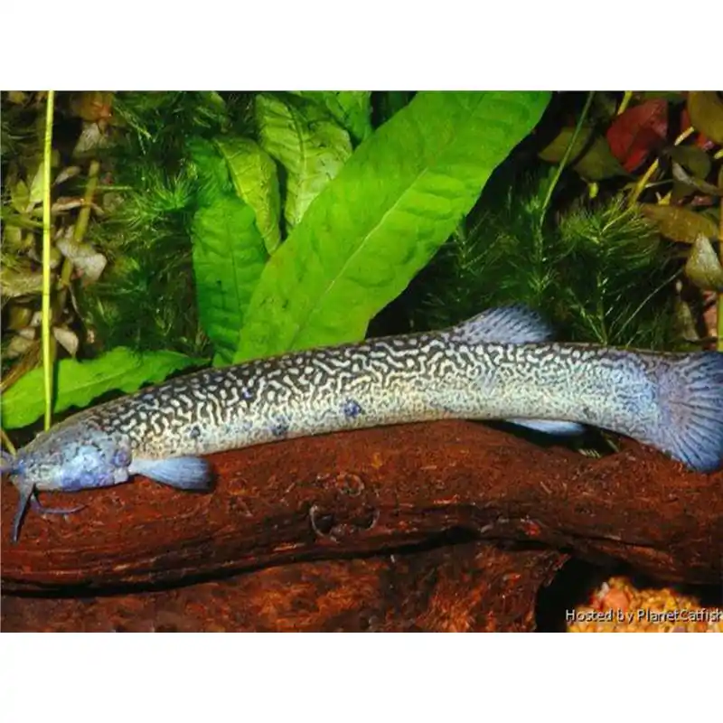 Plată sigură Eremophilus sp.
