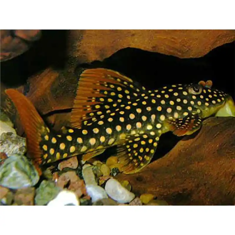 Preț redus L014 Scobiancistrus aureatus
