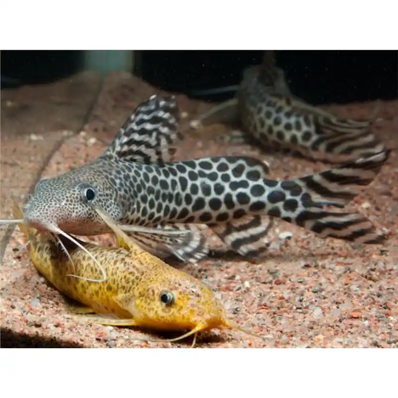 Bestseller Synodontis pardalis