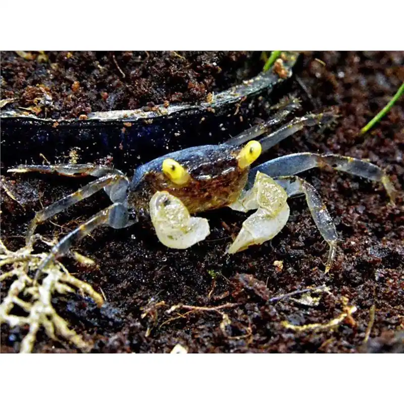 Geosesarma sp. Golden eye Ofertă limitată