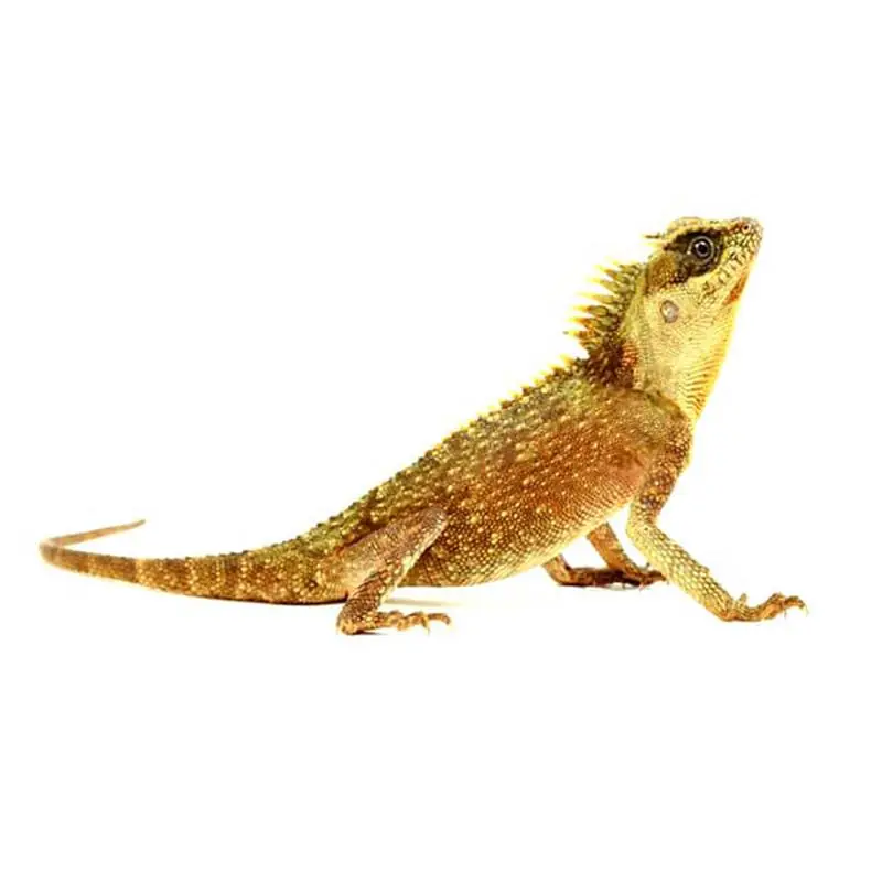 Acanthosaura capra Disponibil imediat