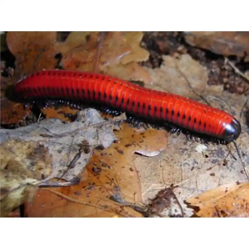 Centrobolus sp. RED Vezi acum