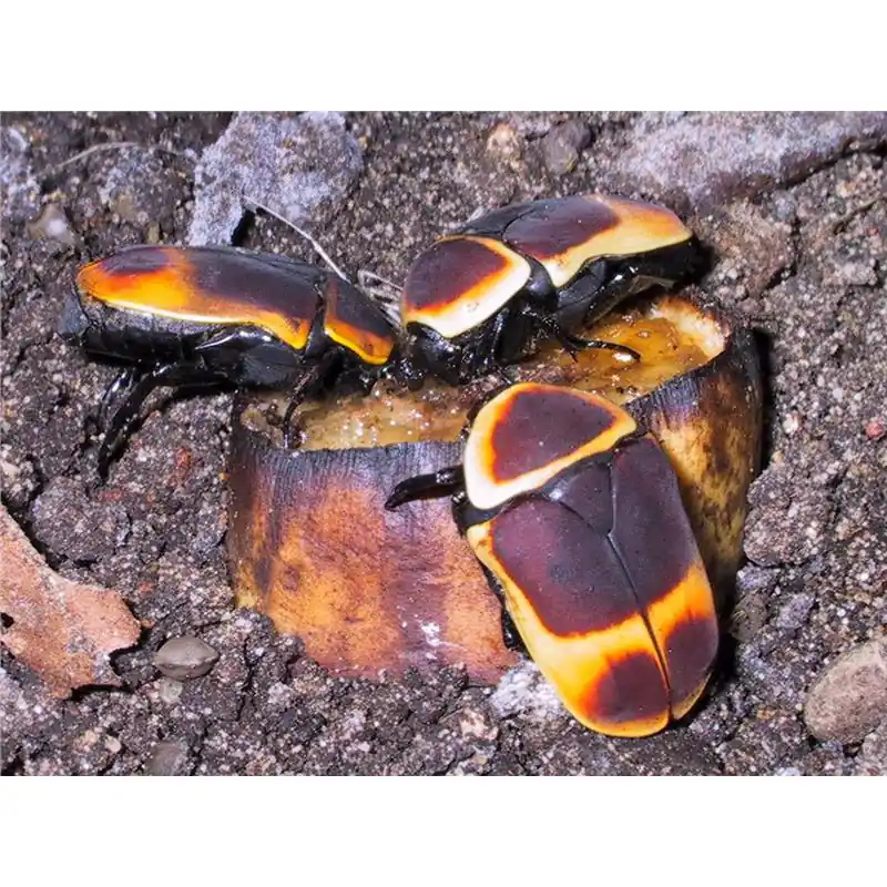 Ofertă Pachnoda butana (marginata peregrina)