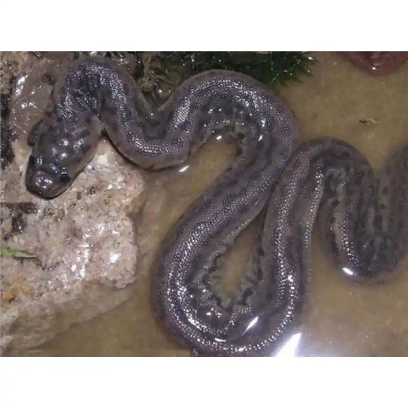 Acrochordus javanicus Cumpărături sigure