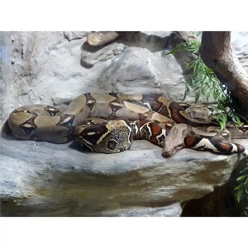 Boa constrictor Ofertă limitată