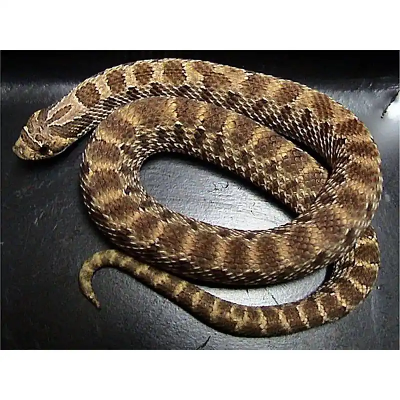 Heterodon nasicus Ofertă exclusivă