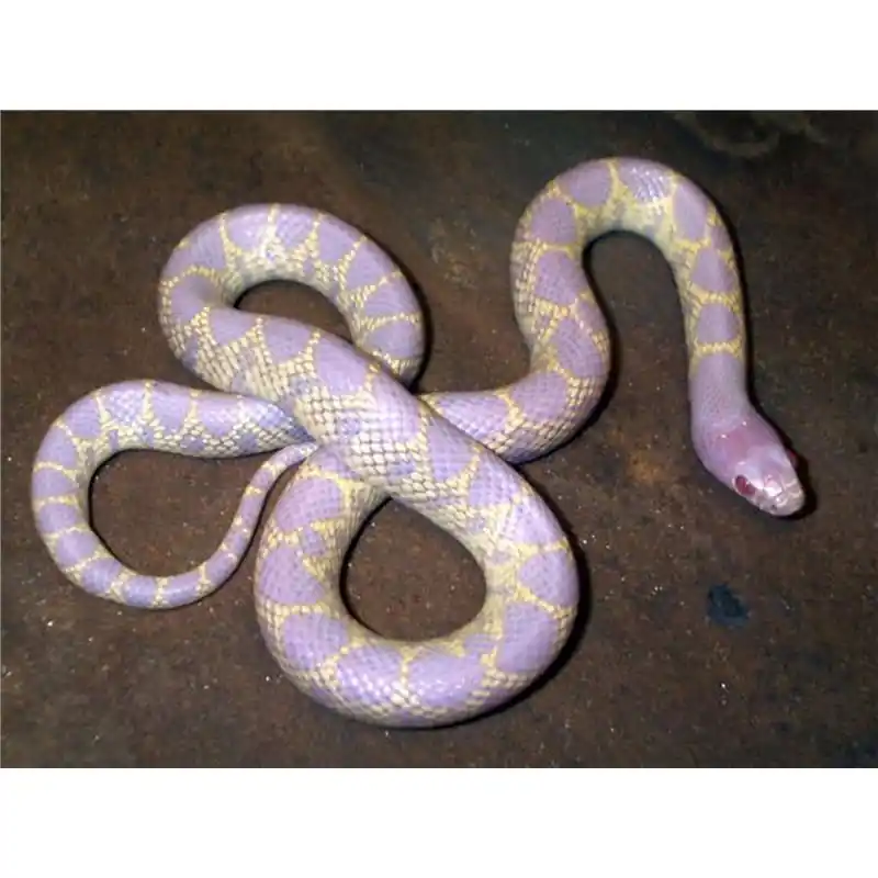 Lampropeltis getulus holbrooki albino Cel mai vândut