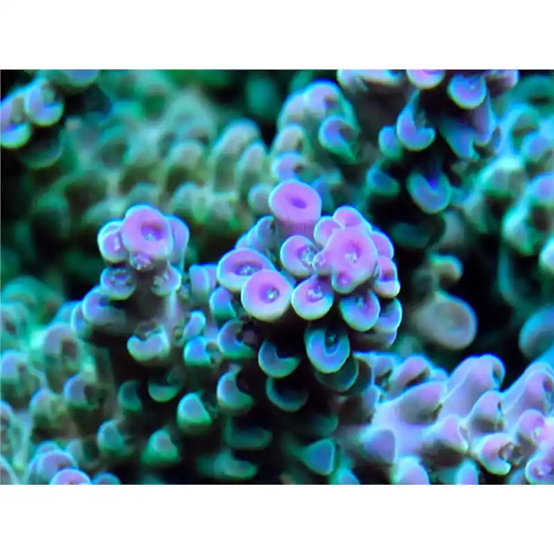 Acropora sp. mix color-Frag Reduceri