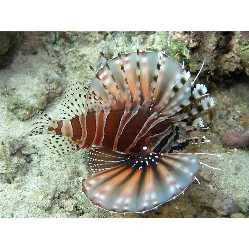 Discount Dendrochirus zebra