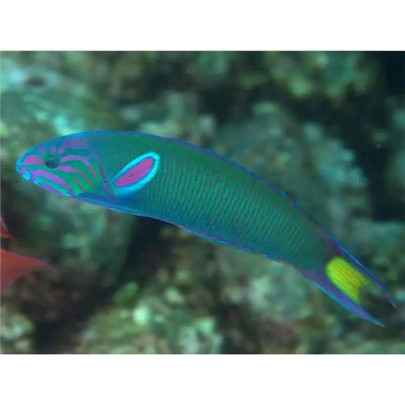 Chilipir Thalassoma lunare
