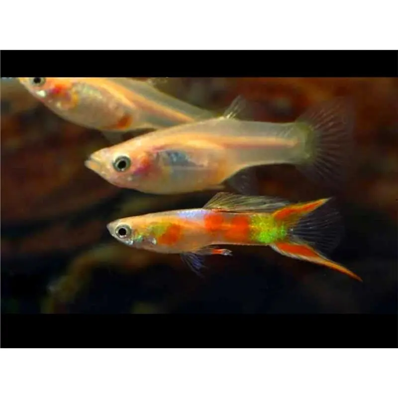 Guppy calico double sword Calitate înaltă