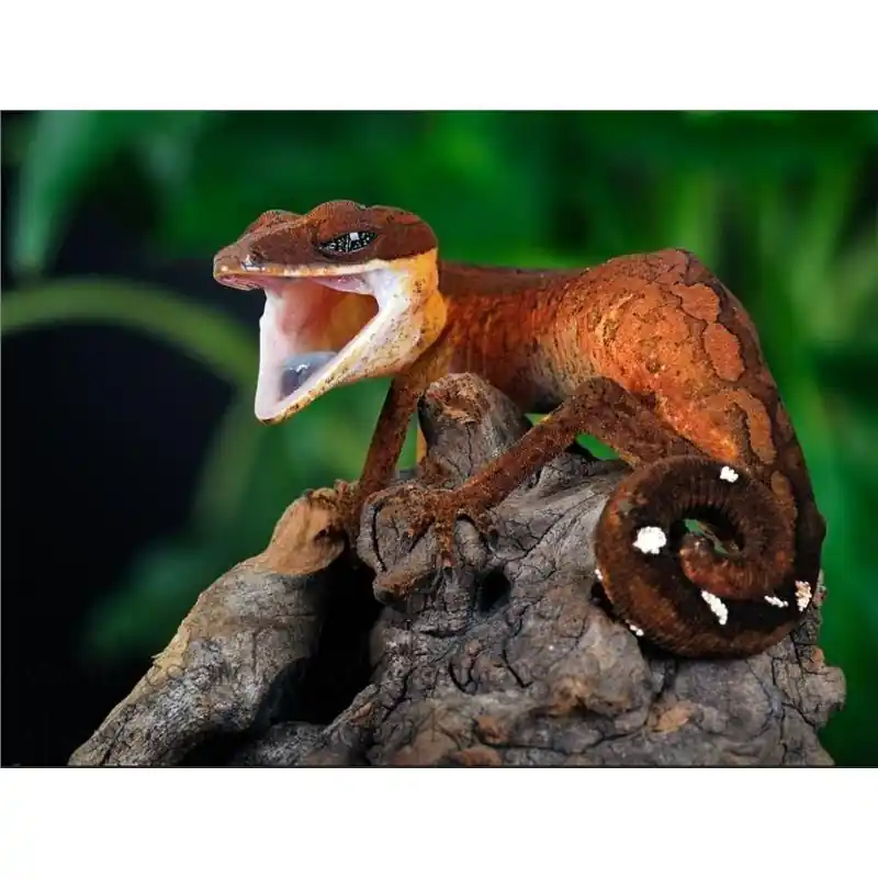 Aeluroscalabotes felinus (Cat Eyed Gecko) Ultima șansă