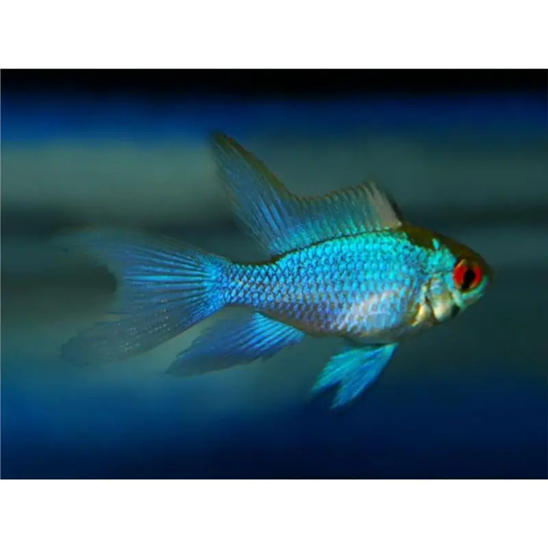 Papiliochromis ramirezi electric blue long fin Bestseller