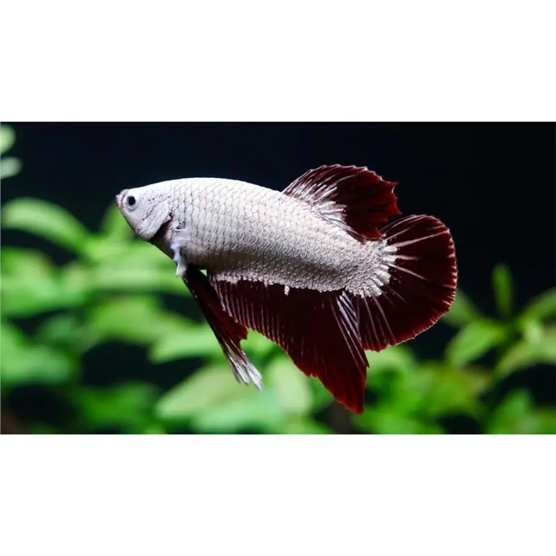 Betta spl.male dragon plakat mix Lichidare de stoc