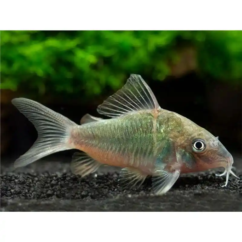 Brochis Splendens Disponibil imediat