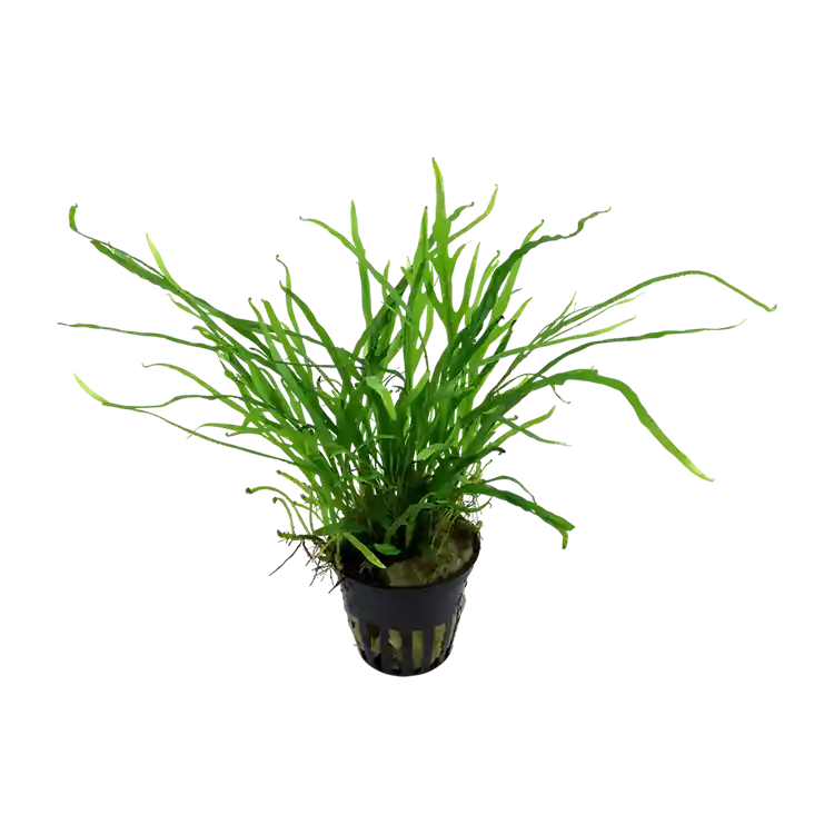 Planta acvariu Stoffels Microsorum pteropus ‘Trident‘ Lichidare de stoc