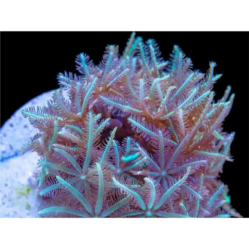 Clavularia green Lichidare de stoc