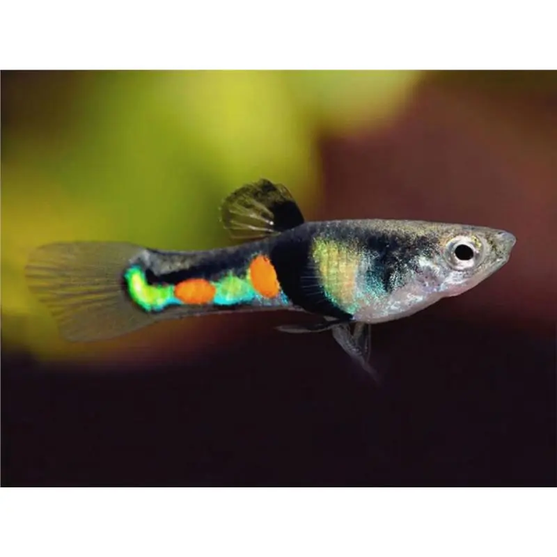 Plată securizată Poecilia wingei campoma el tigre