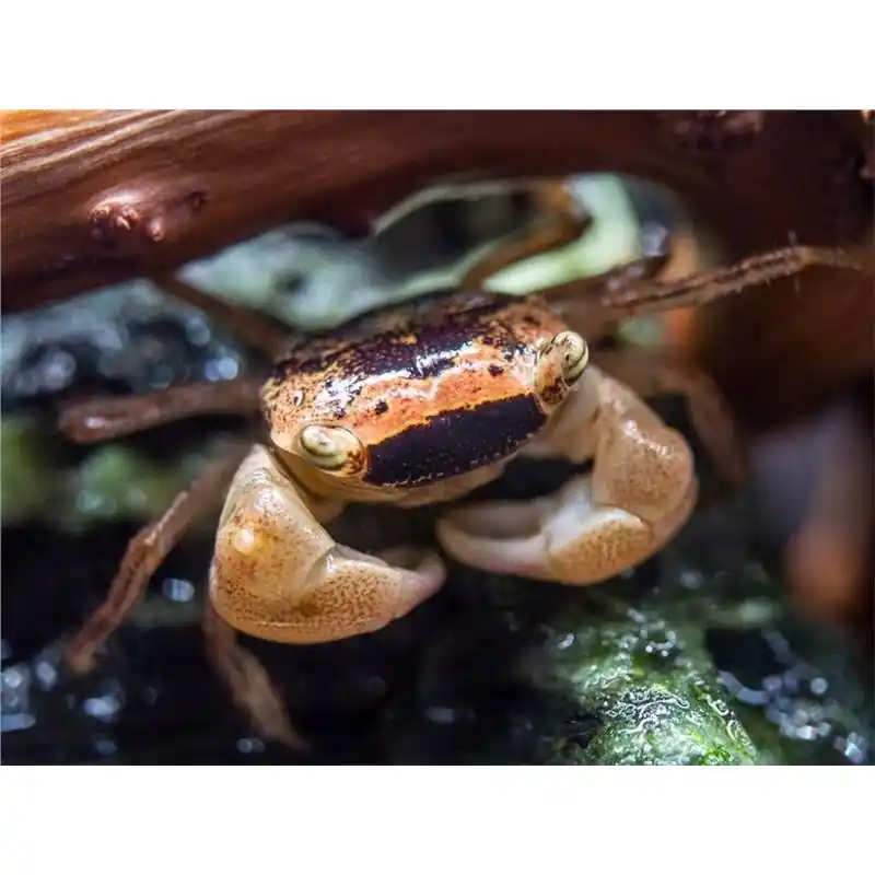 Doar azi Crab Metasesarma obesum