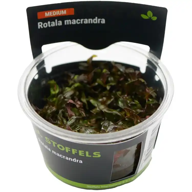 Reducere specială Planta acvariu Stoffels Rotala Macrandra Red In-Vitro