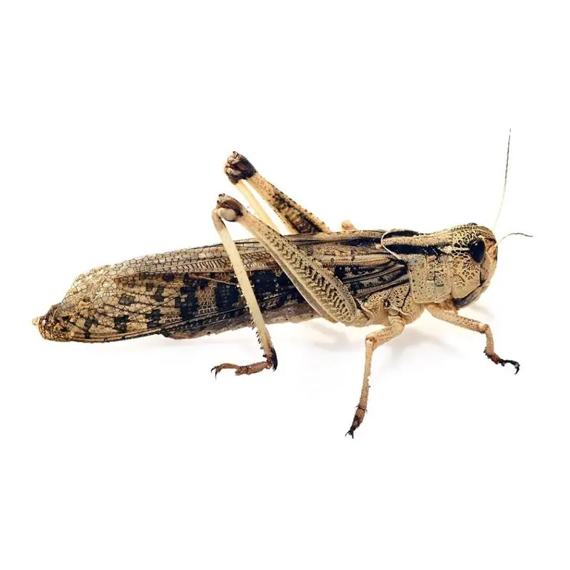 Lacuste vii Locusta Migratoria Ieftin