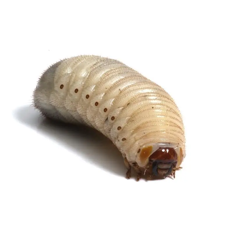 Larve Rose Beetle Cetonia Popular